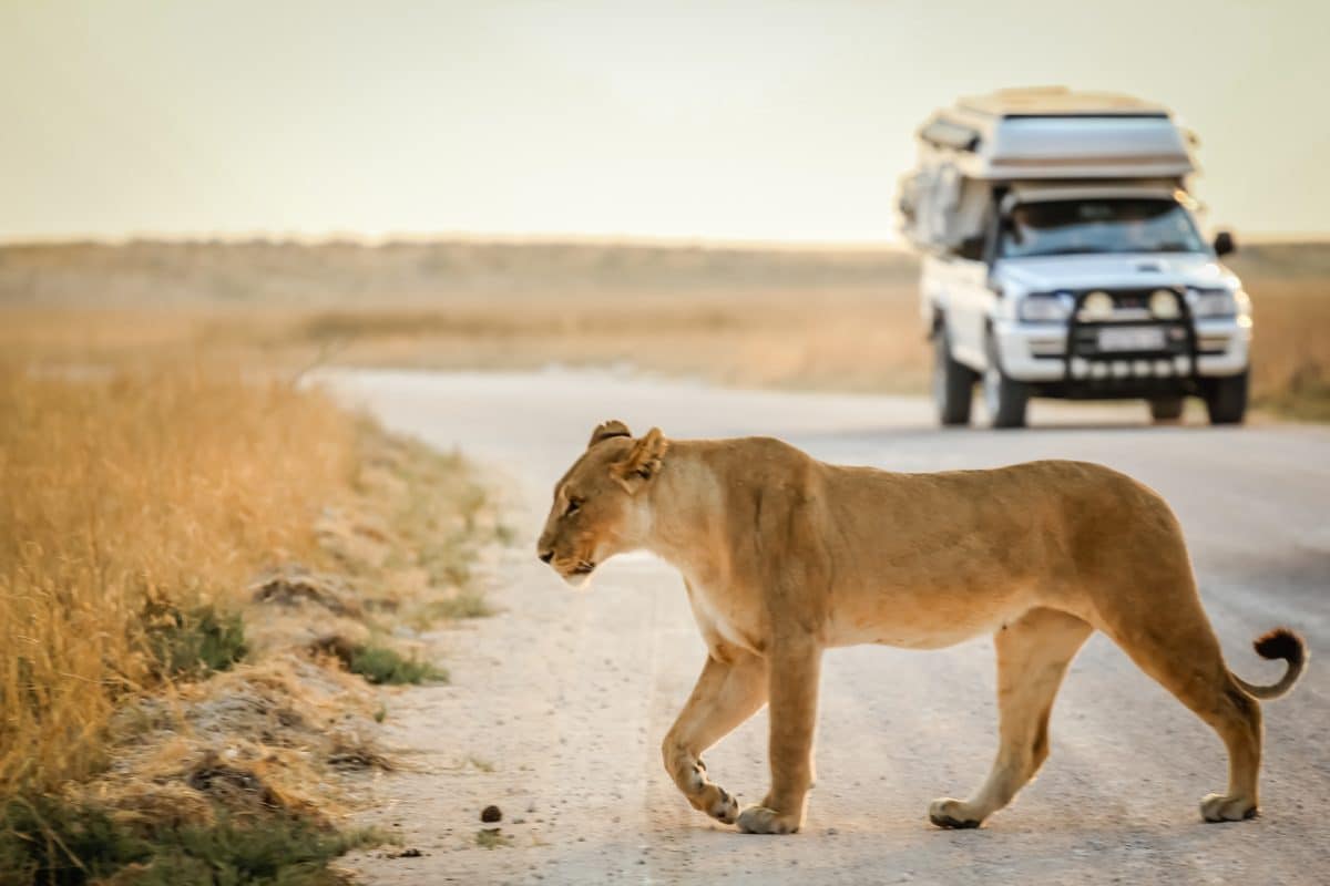 Un safari en Namibie les raisons